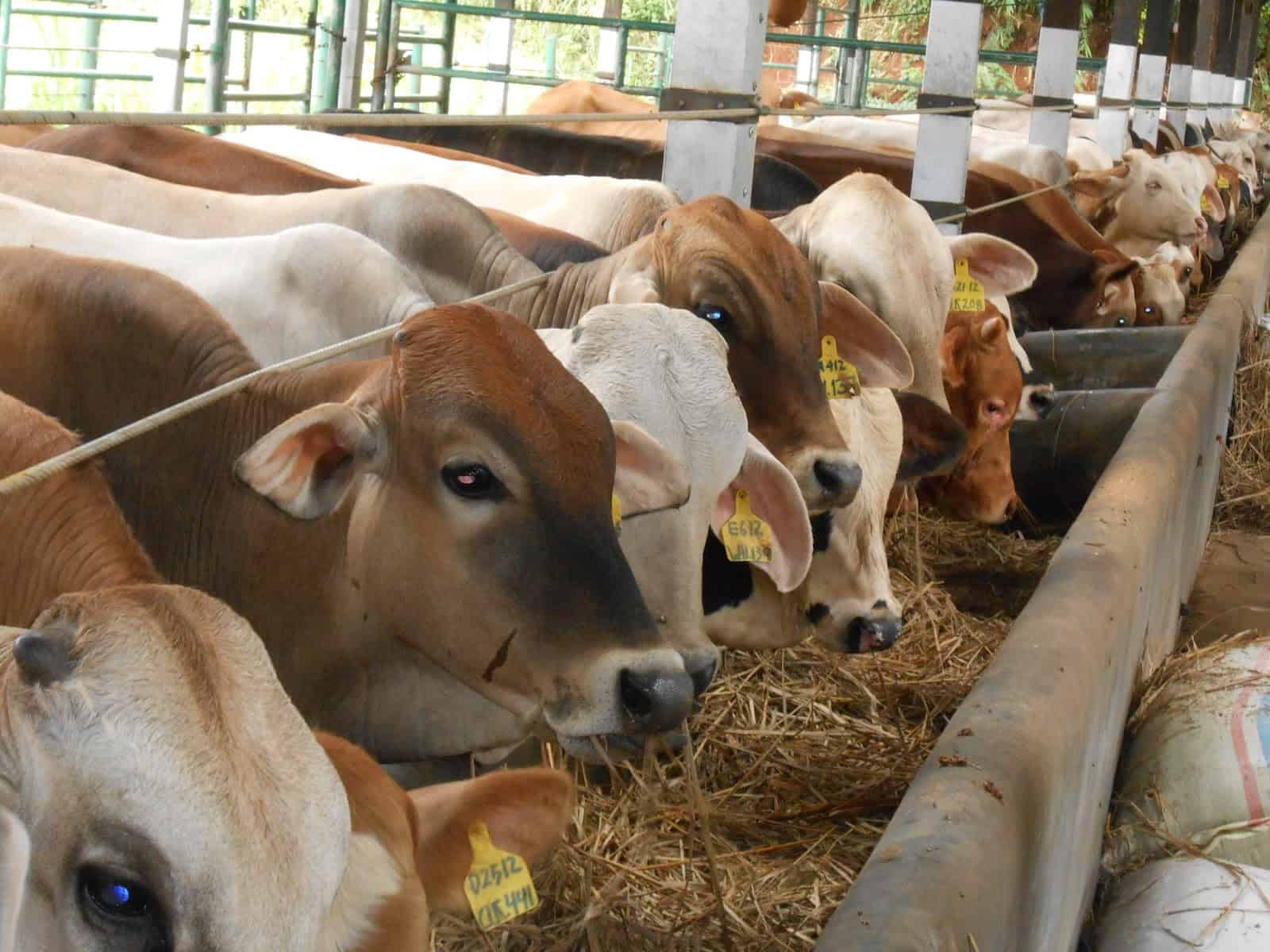 Iklim yang Semakin Panas Ancam Dunia Peternakan dan Pangan, Sapi Punya Trik Ini