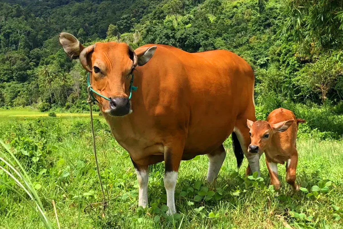 Iklim yang Semakin Panas Ancam Dunia Peternakan dan Pangan, Sapi Punya Trik Ini