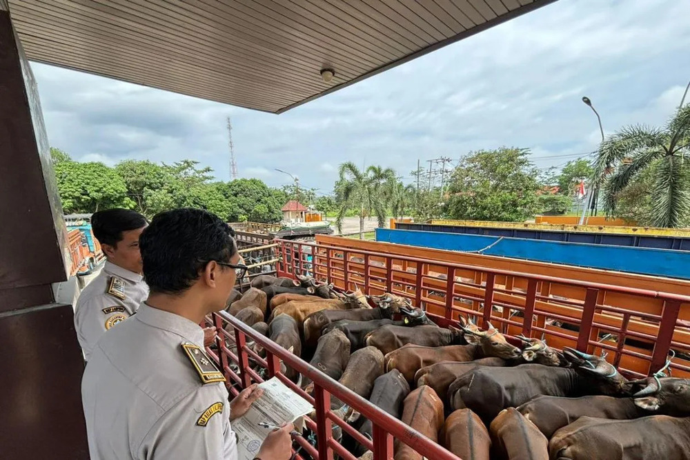 Arus Ternak dari Sumatra ke Jawa Meningkat