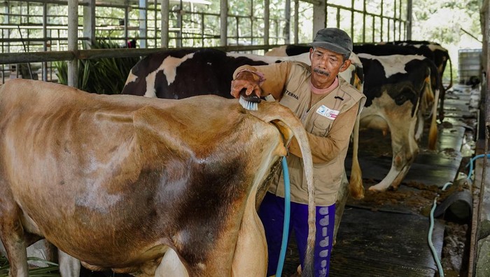 Ada Peran Penting Peternak Sapi di Balik Ketahanan Pangan RI