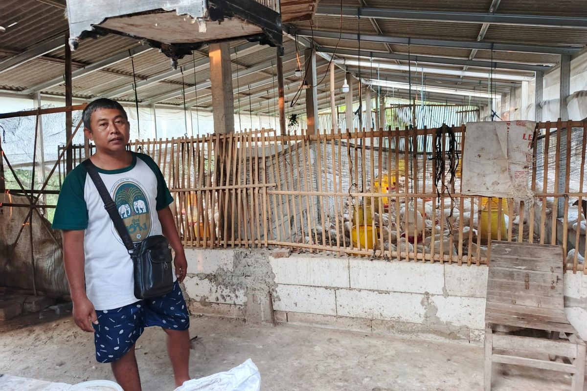 Cerita Peternak Asal Sragen Raup Untung dari Ternak Ayam Pejantan