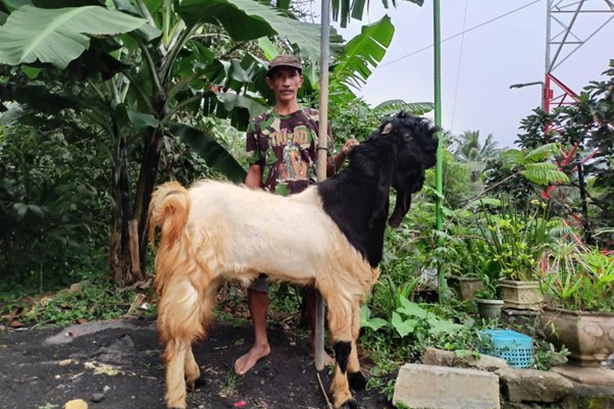 Kisah Sukateno Bangun Peternakan Kambing dari KUR