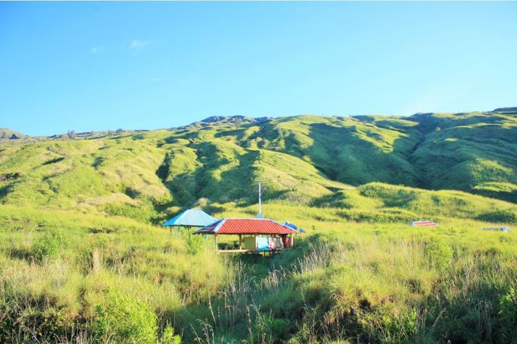 Melestarikan Praktik Ekonomi Peternakan di Lahan Savana Kaki Gunung Tambora