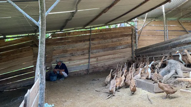 Peternak Bebek Petelur di Lampung Keluhkan Tingginya Harga Pakan